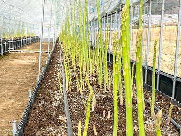 株式会社ツバメファーム-4