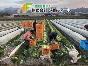 農業生産法人 株式会社淡路フィール-top