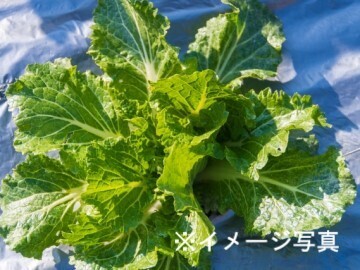 愛知県愛西市×施設野菜/法人【44091】-top