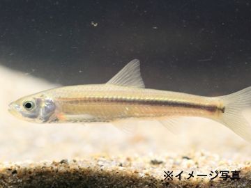 愛知県愛西市×施設野菜/法人【44091】-2