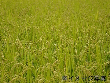 滋賀県近江八幡市×稲作・野菜/法人【6475】-2