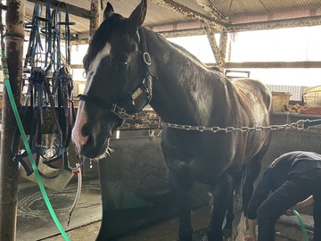 ホッカイドウ競馬角川秀樹厩舎-6