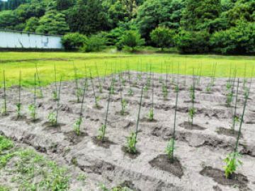 株式会社Susanoh Beyond Farm-5