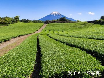 静岡県牧之原市×お茶製造/法人【44123】-1