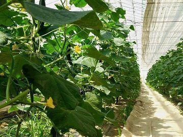 福島県須賀川市×野菜/法人【2458】-4