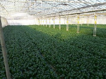 福島県須賀川市×野菜/法人【2458】-2