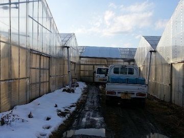 福島県須賀川市×野菜/法人【2458】-3