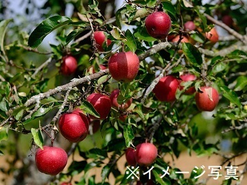 長野県豊丘村×果樹・野菜/法人【44137】-2