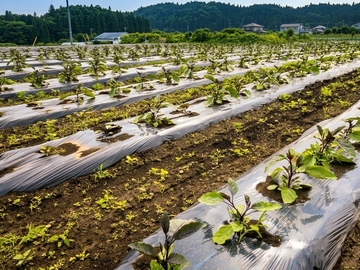 株式会社TERRA FARMERS-8