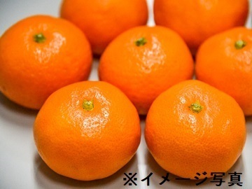 五百崎農園-5
