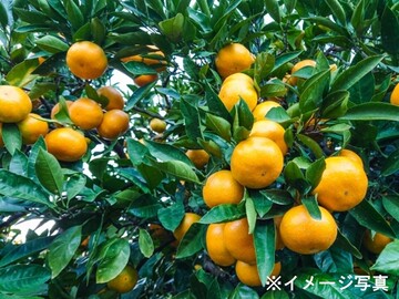 五百崎農園-7