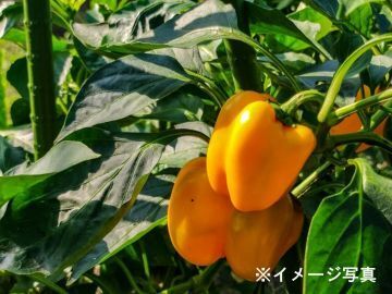 宮城県栗原市×施設野菜/法人【44167】-2