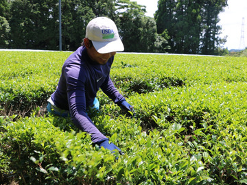 ヘンタ製茶有限会社-1