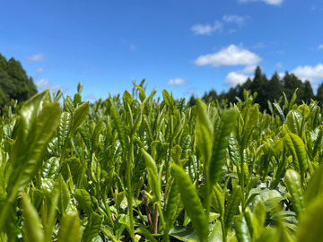 ヘンタ製茶有限会社-7