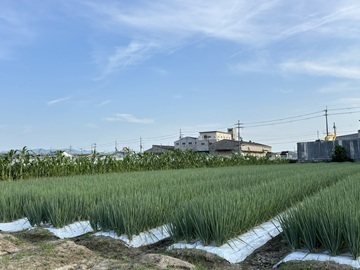マエガワ農園-2