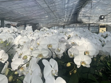 有限会社スマイルオーキッド-5