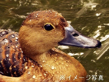 オーガニックファームたにぐち株式会社(兵庫県産地活性化協議会)-top