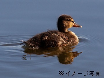 オーガニックファームたにぐち株式会社(兵庫県産地活性化協議会)-1