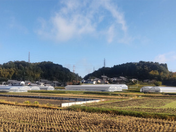 生駒いちご園-5