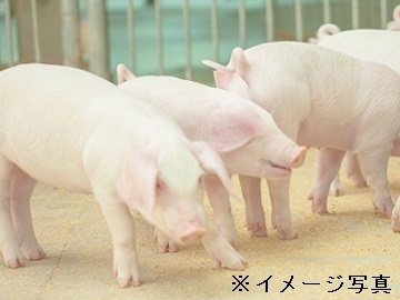 北海道栗山町×AIセンター(養豚)/法人【44213】-1