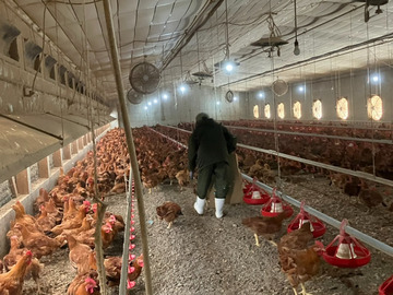 日本一鶏肉研究所株式会社-3