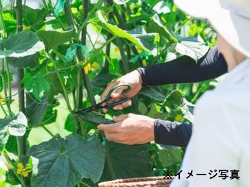 大正農園-2