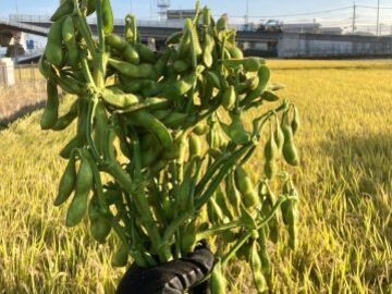 農業生産法人 華やぎ観光農園株式会社-6