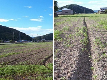 福井県・北海道×畑作/法人【0514】-2