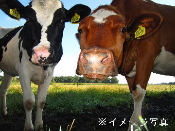 群馬県昭和村×酪農/法人【0713】-2