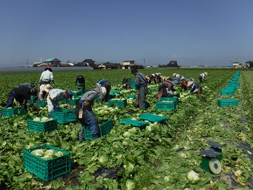熊本県八代市×野菜/法人【0728】-1