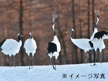 北海道鶴居村×酪農/法人【0712】-1