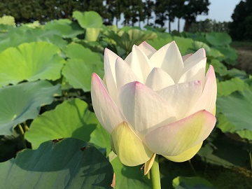 ダラ農園-1