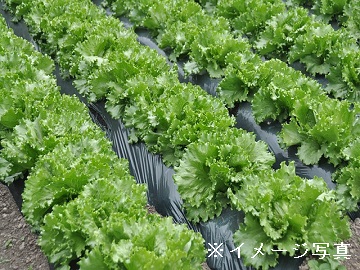 愛知県×種苗/法人【0630】-1