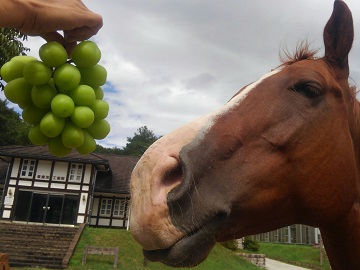 にんにんホーススクール-3