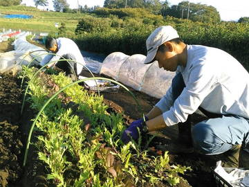 株式会社アグリメディア パート アルバイト インターンシップの求人情報 農業 酪農求人あぐりナビ