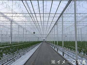 大分県国東市×施設野菜/法人【0478】-1