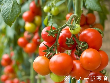 大分県国東市×施設野菜/法人【0478】-2