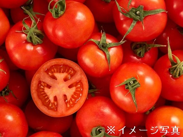 大分県国東市×施設野菜/法人【0478】-top