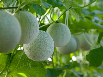 高知県香南市×野菜/法人【2786】-top