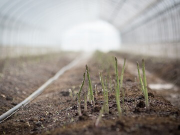 株式会社長谷川農場-3