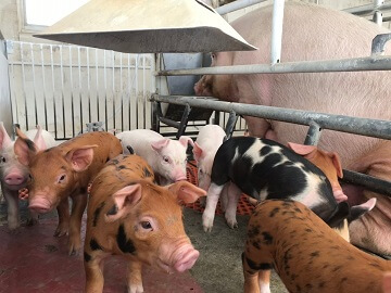 株式会社石﨑畜産ティーアイファーム-3