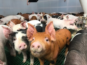 株式会社石﨑畜産ティーアイファーム-4