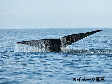 照屋(てるや)農園-4