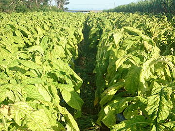 照屋(てるや)農園-3