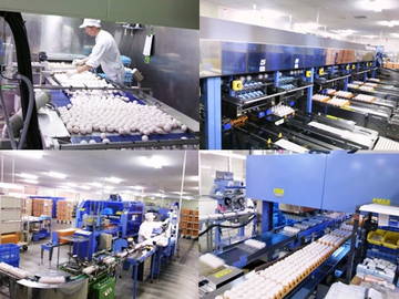 福島県塙町×養鶏/法人【6673】-1