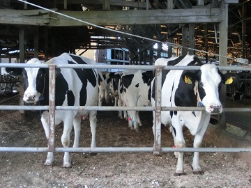 千葉県香取市×酪農/法人【2284】-2