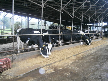 千葉県香取市×酪農/法人【2284】-1