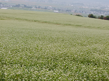 農業法人 信州むらやま農場-7