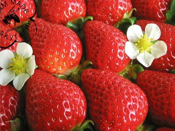 株式会社スカイファーム-5