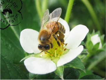 株式会社スカイファーム-3